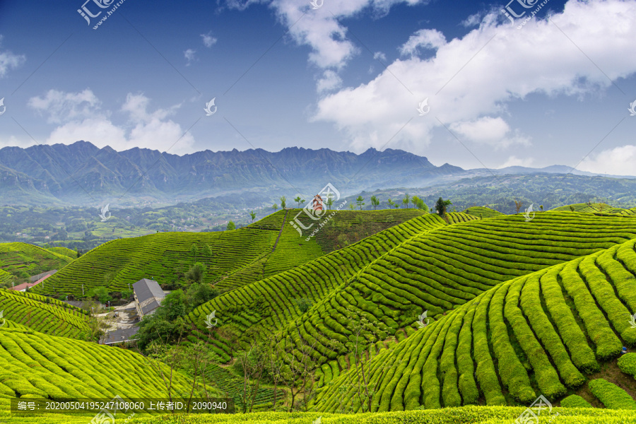 湖北鹤峰木耳山茶园