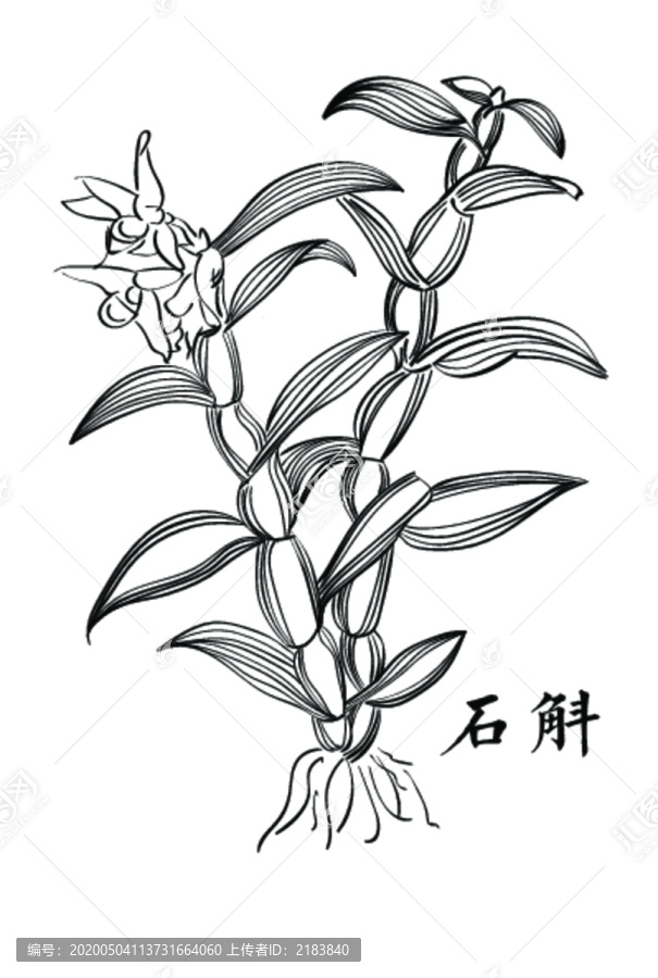 石斛線描