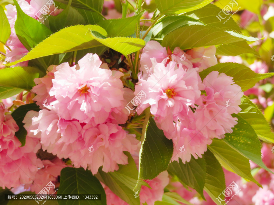 关山樱花