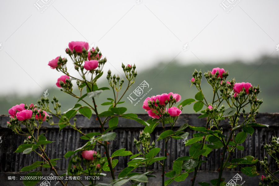 装饰花卉