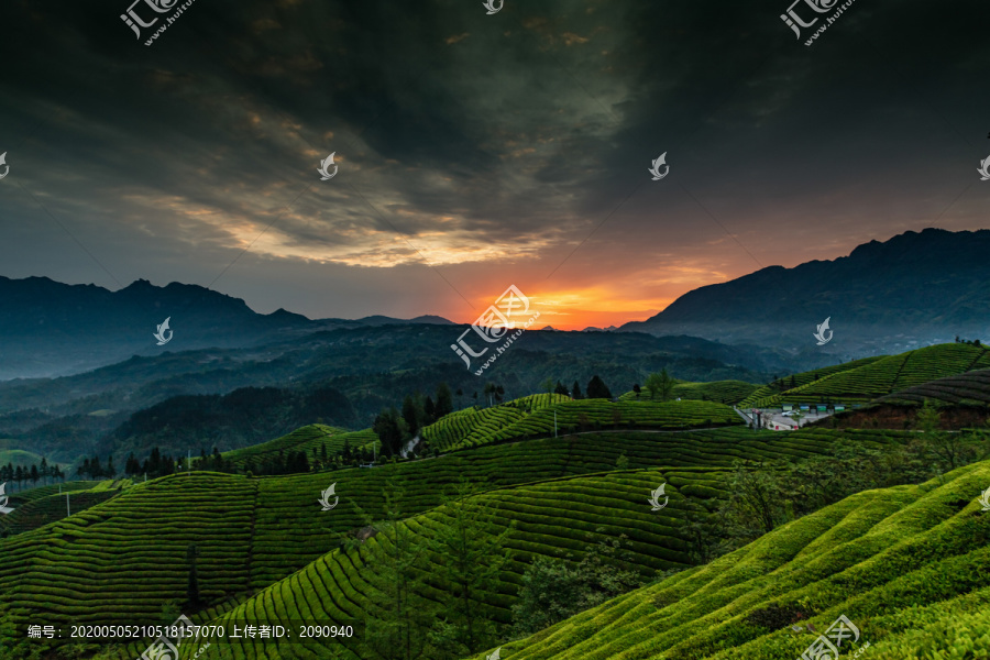 鹤峰木耳山茶场