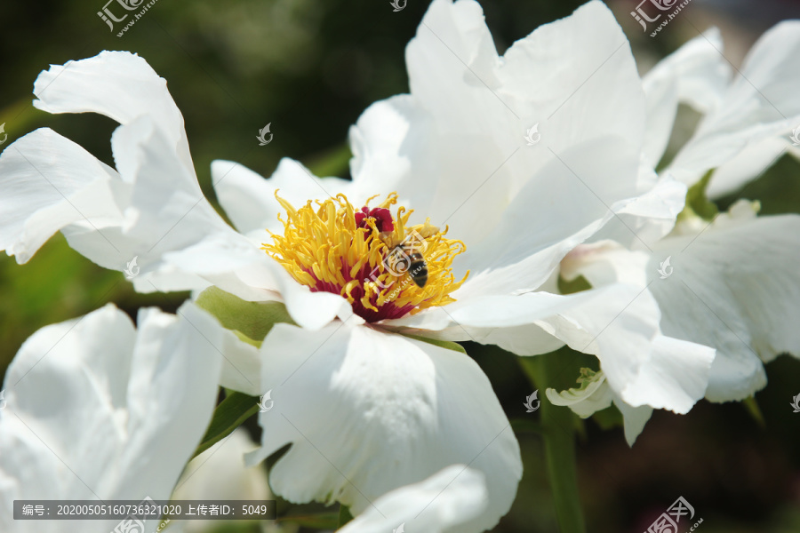 白芍药