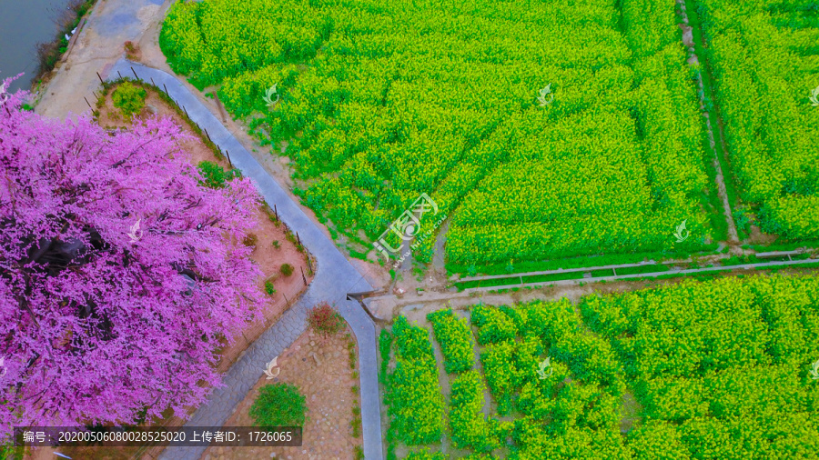 衡阳萱洲古镇油菜花