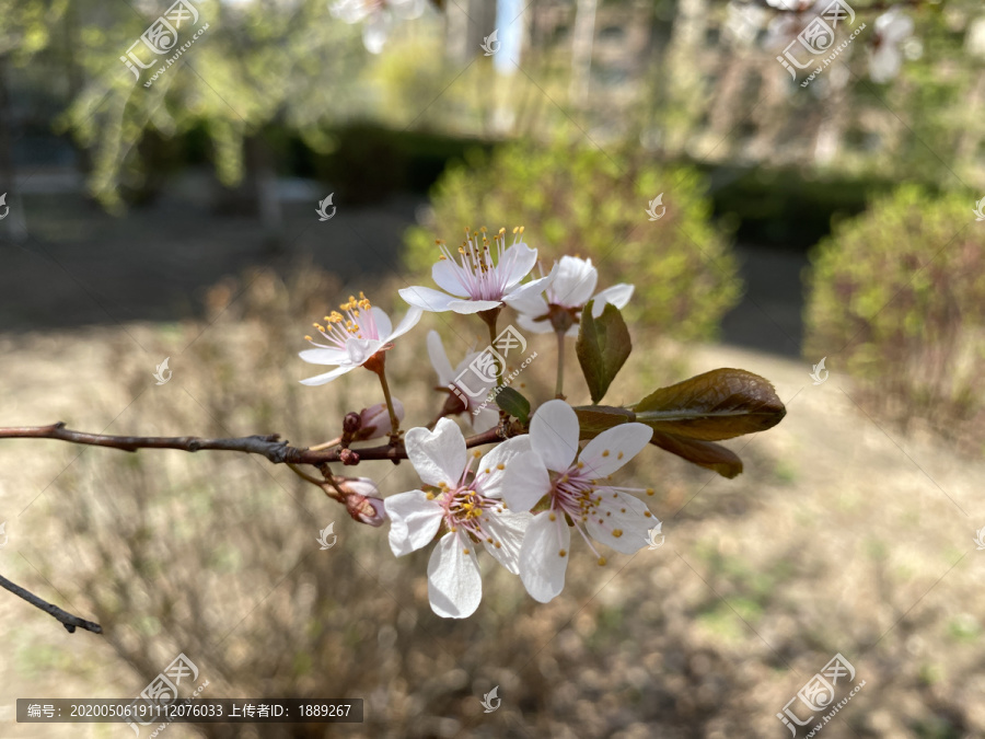 紫叶李