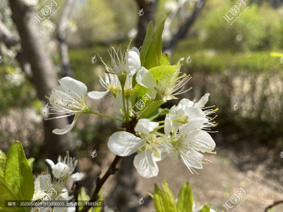 李子花