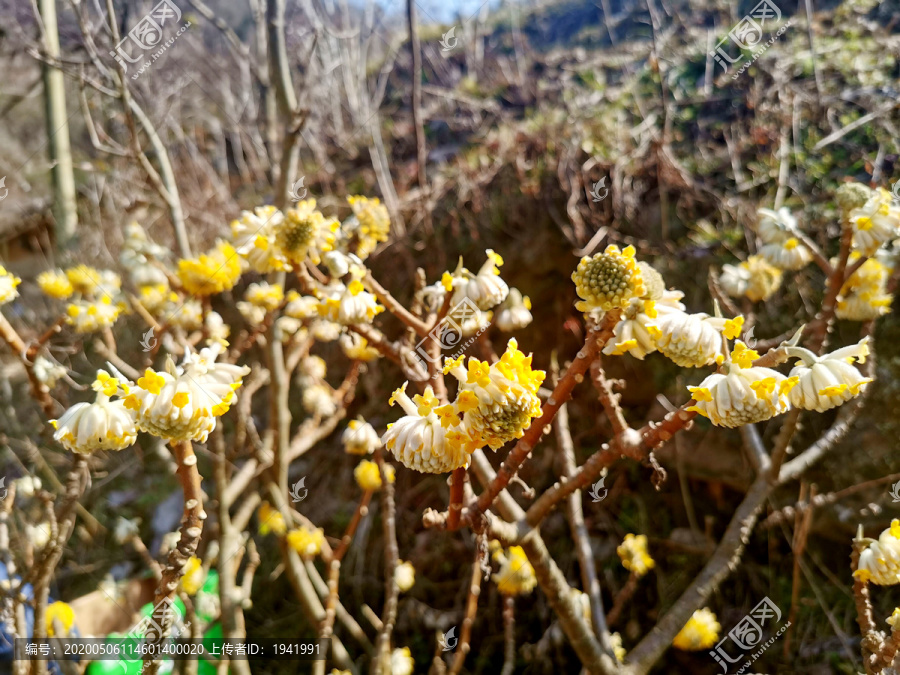 梦冬花