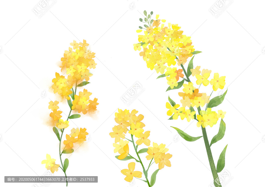 黃綠色水彩風油菜花串