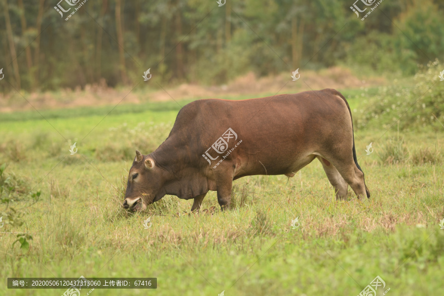 农村棕色黄牛