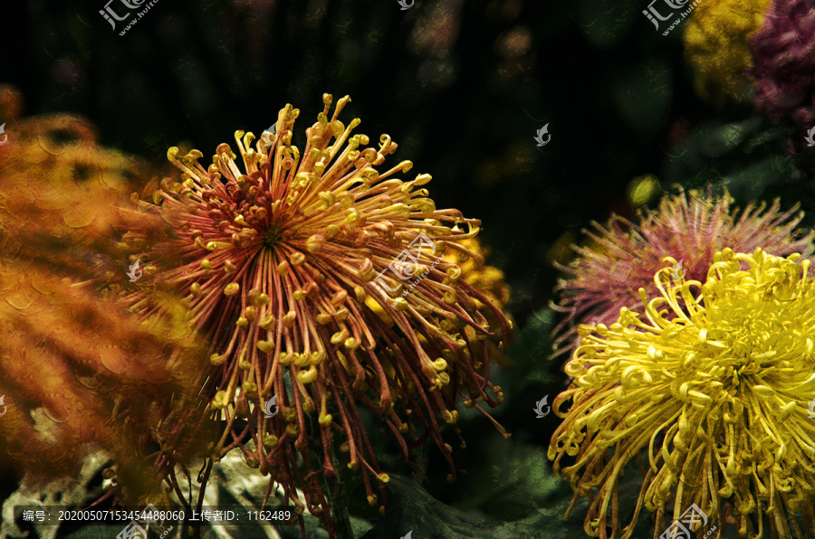 油画菊花