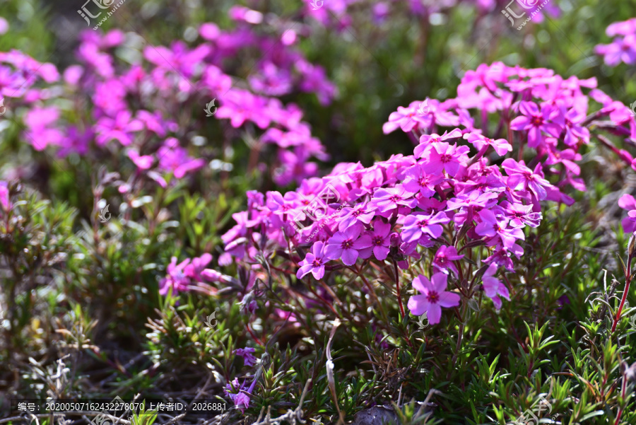 芝樱花