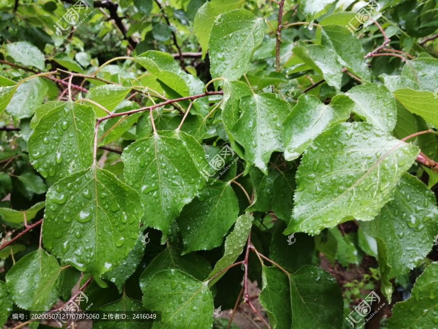 雨后树叶上的露珠水滴