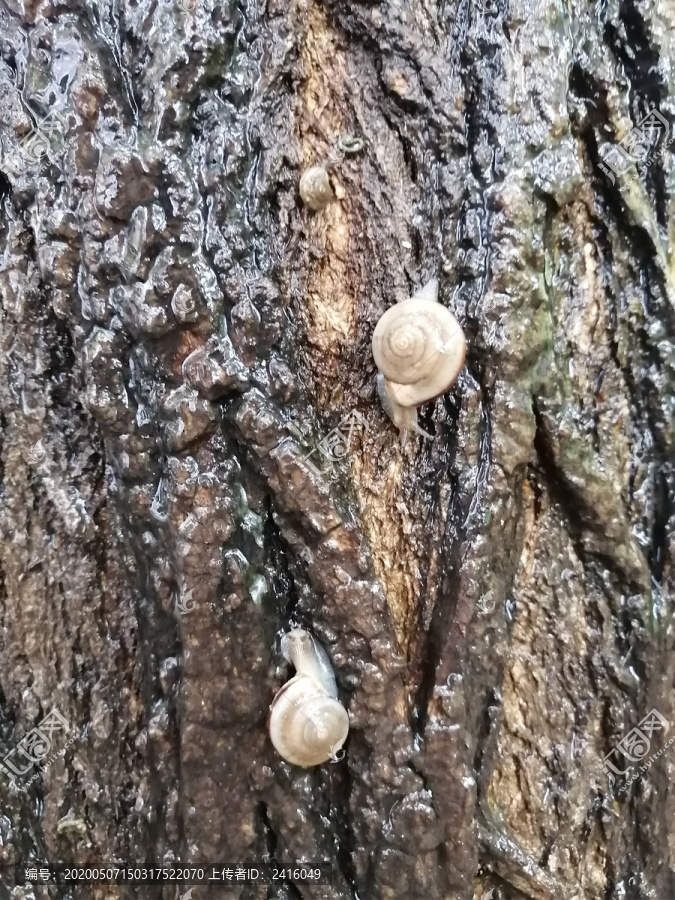 雨中树上蜗牛