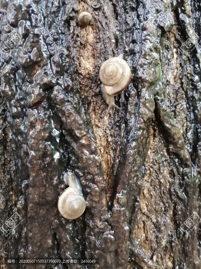 雨中树上蜗牛