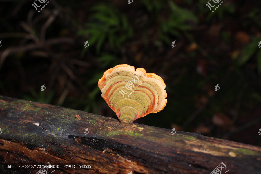 森林中朽木枯木上的野生灵芝