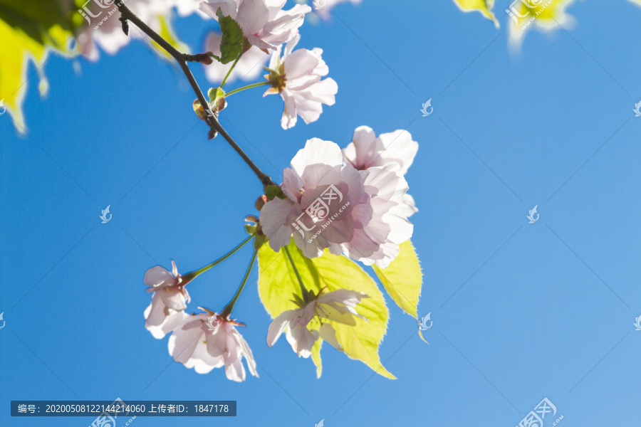 樱花