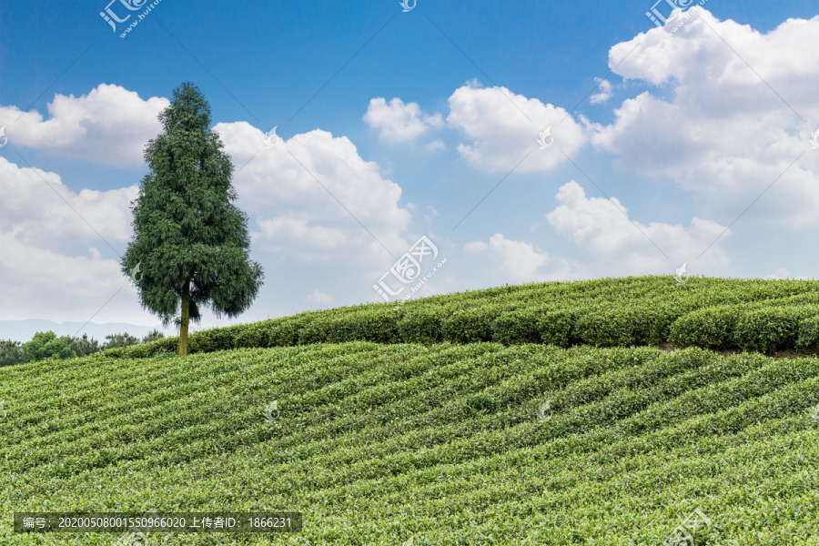 茶山风光和蓝天白云