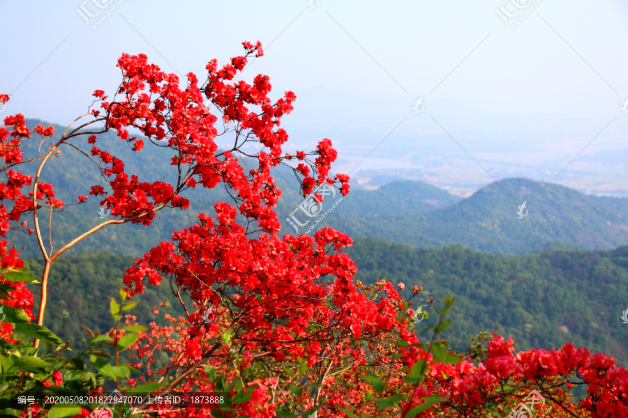 映山红