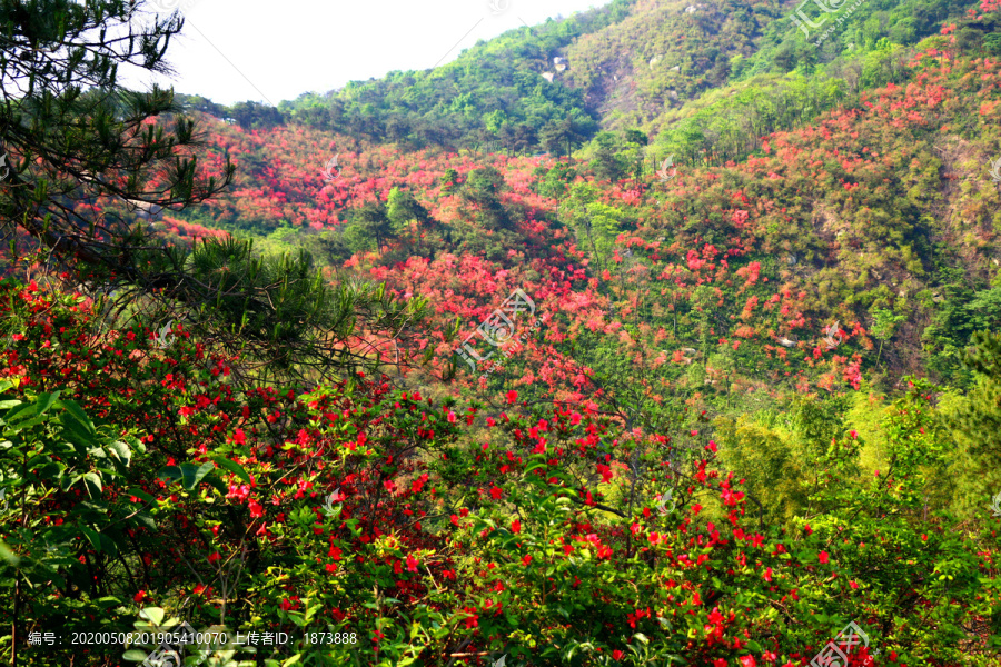 高山映山红