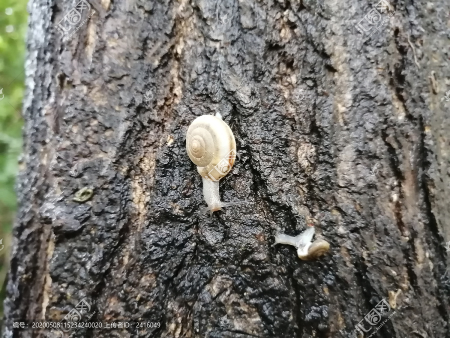 雨后蜗牛特写