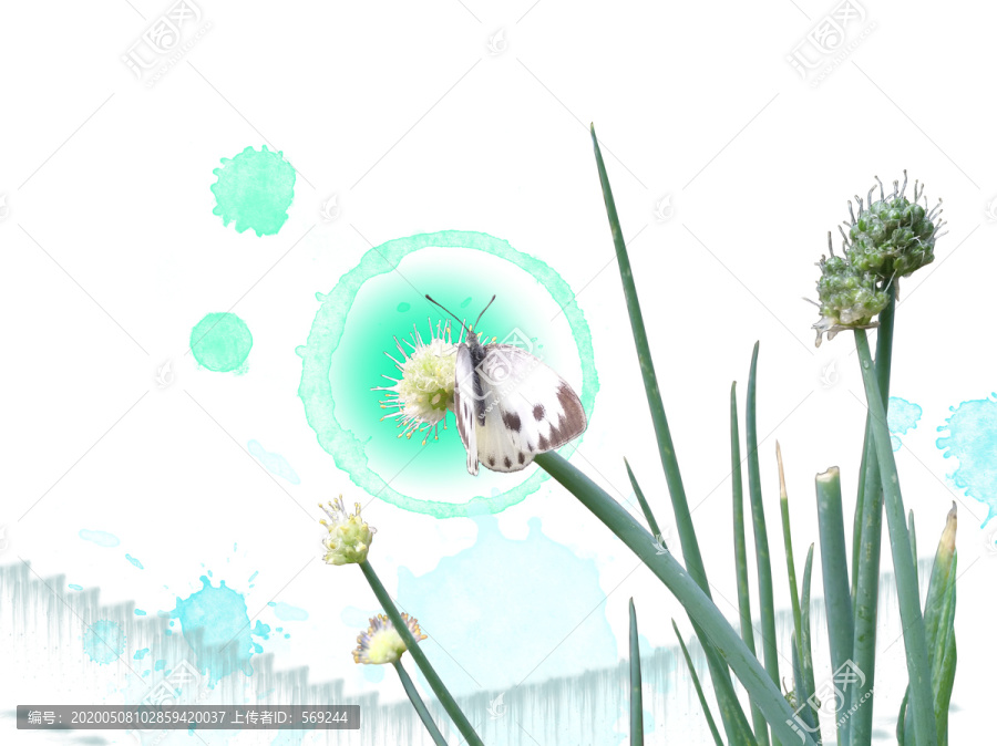 蝶戀花