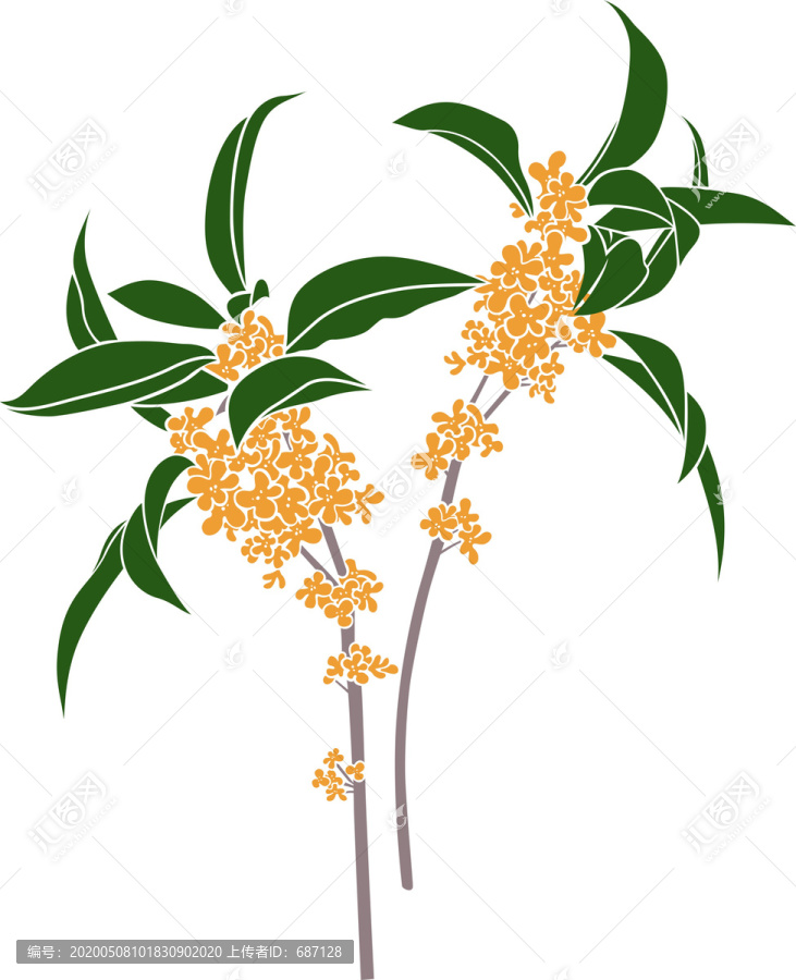 桂花