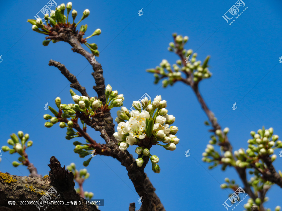 李子花