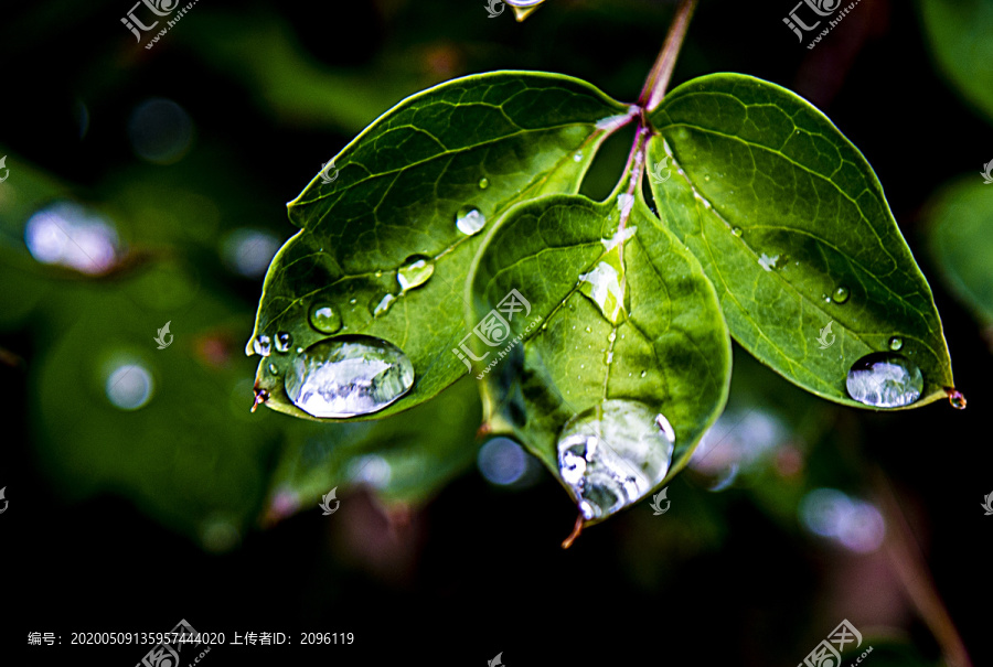 雨中树叶