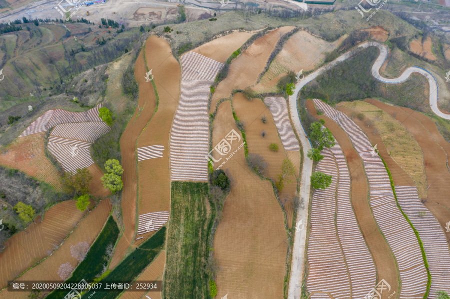 田园