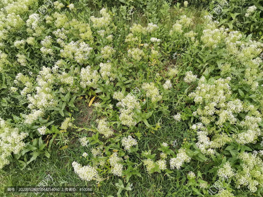 野草