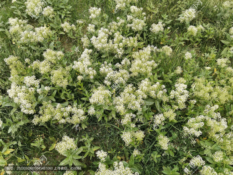 野草