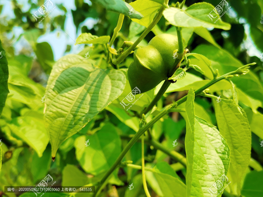 印加果印奇果星油果