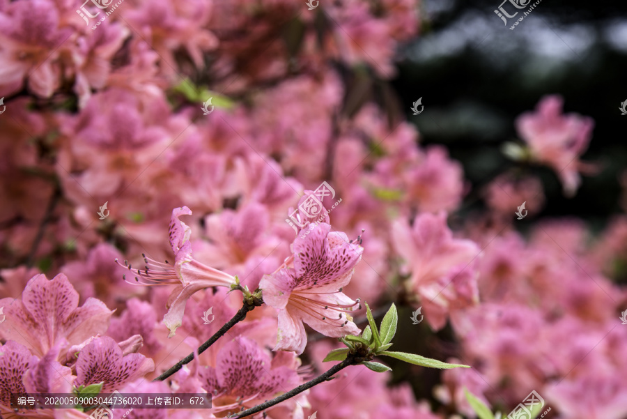 麻城龟峰山杜鹃花