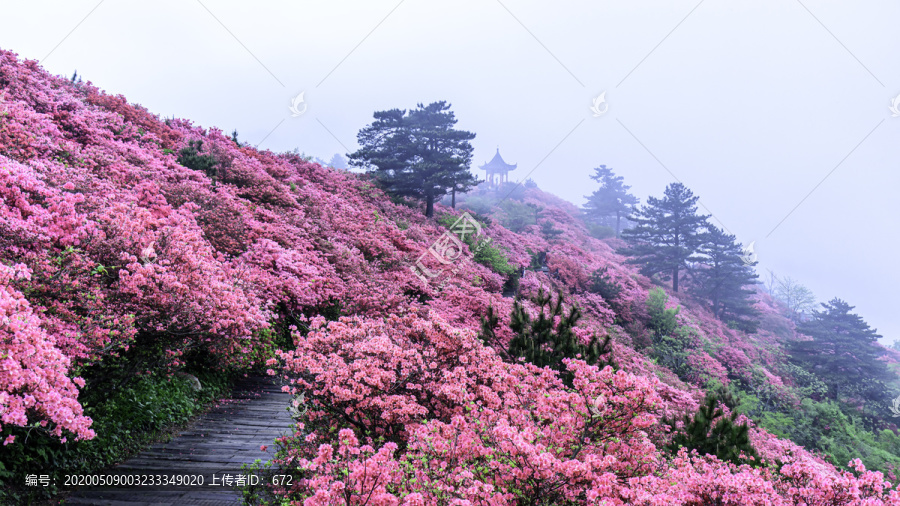 麻城龟峰山杜鹃花