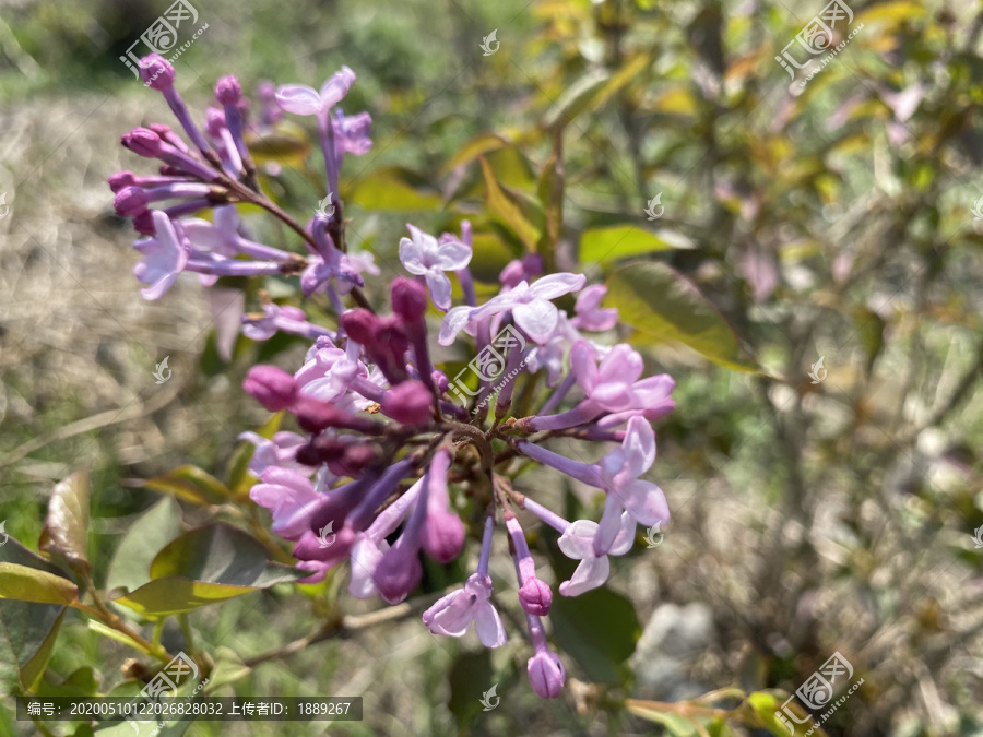 丁香花