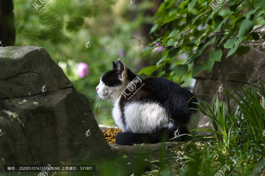 野外的猫