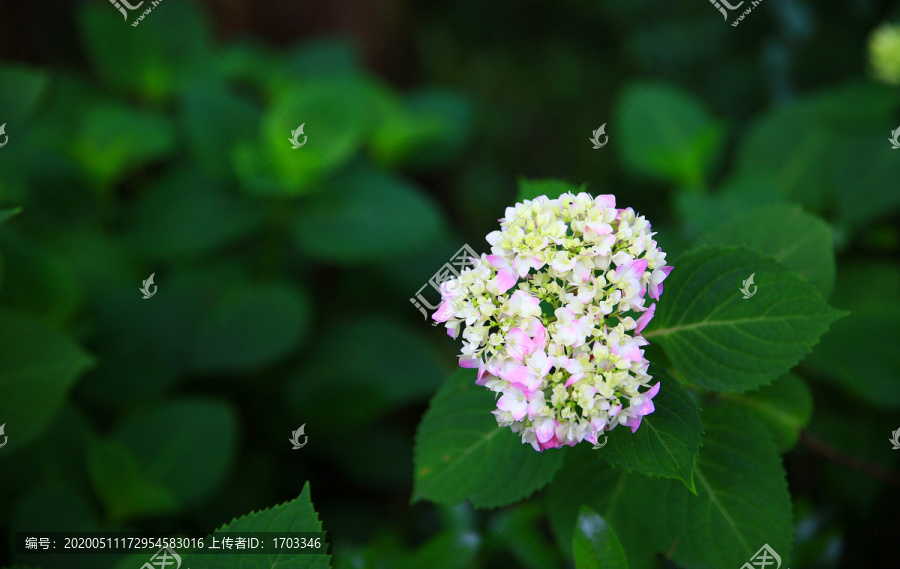 绣球花