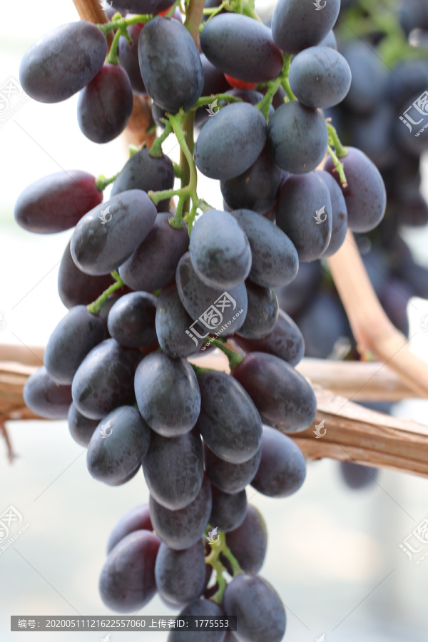 紫脆葡萄