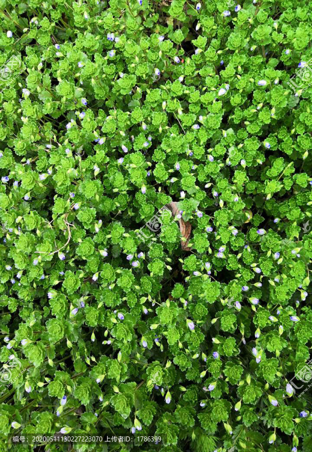 野花壁紙-匯圖網(wǎng) fosd68.com 野花壁紙