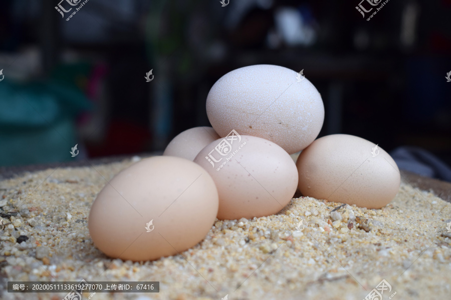 沙地上的鸡蛋