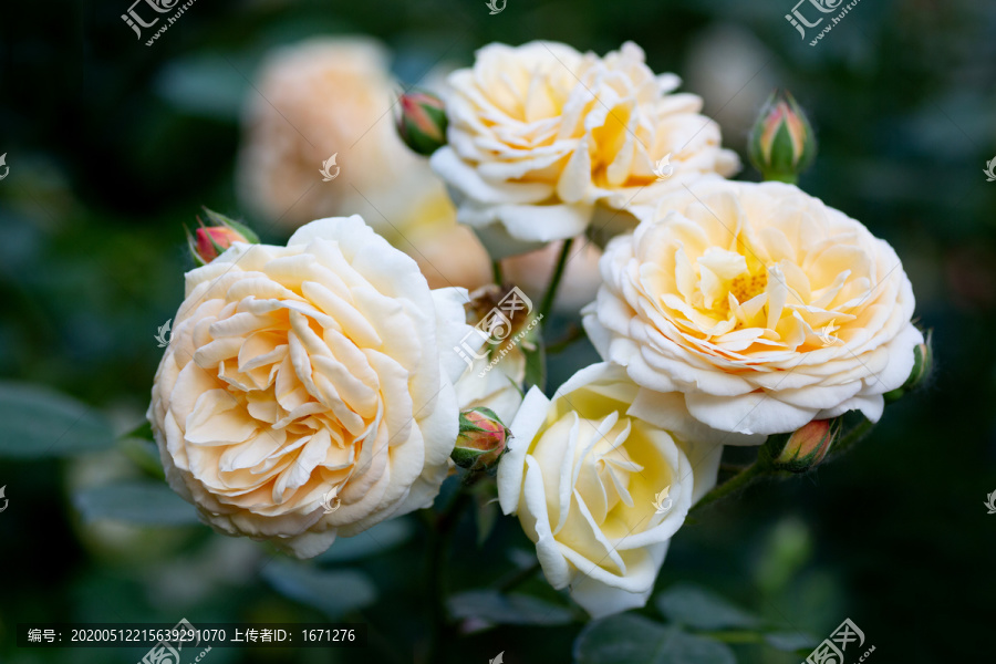 月季花