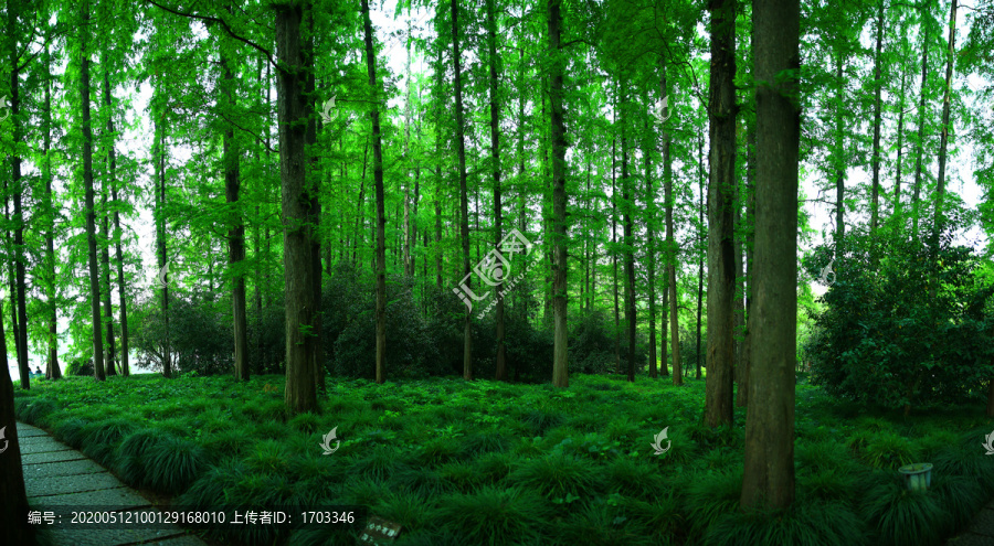 巨幅森林