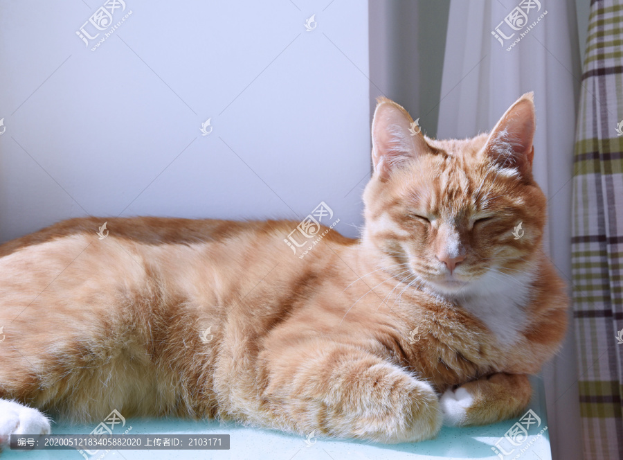 一只趴在窗台睡觉的猫
