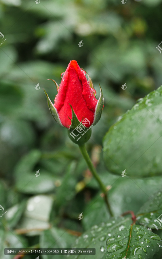 雨后红蕾