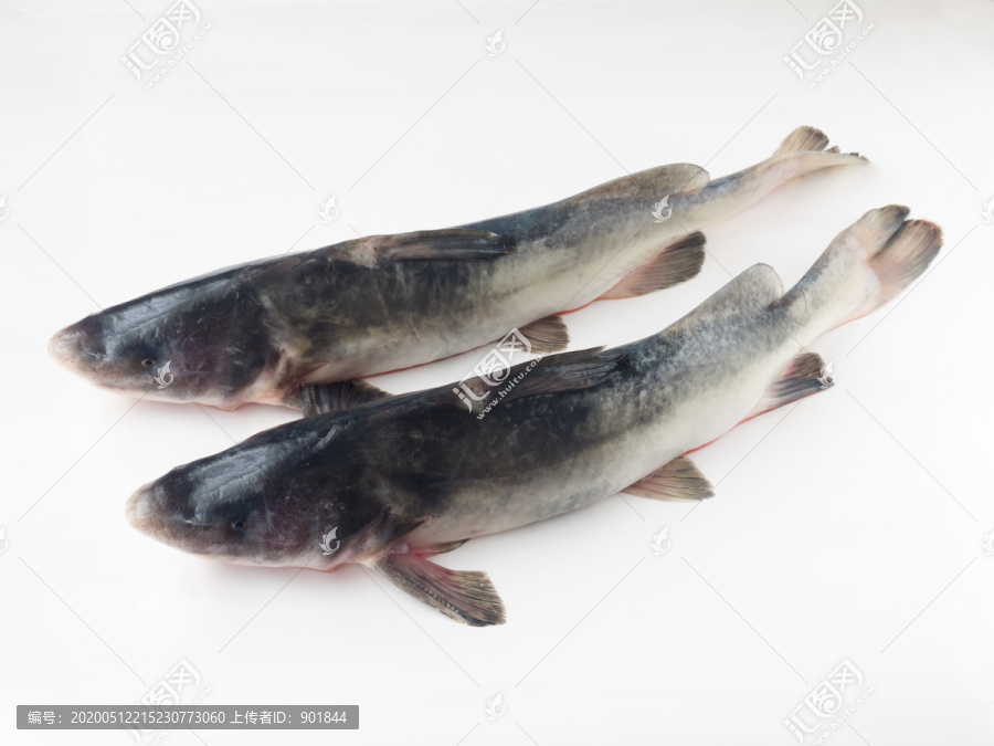 淡水经济鱼类鮰鱼