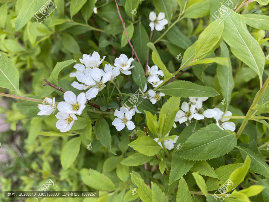 珍珠绣线菊