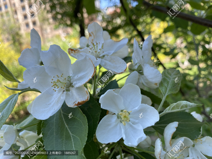 山荆子花