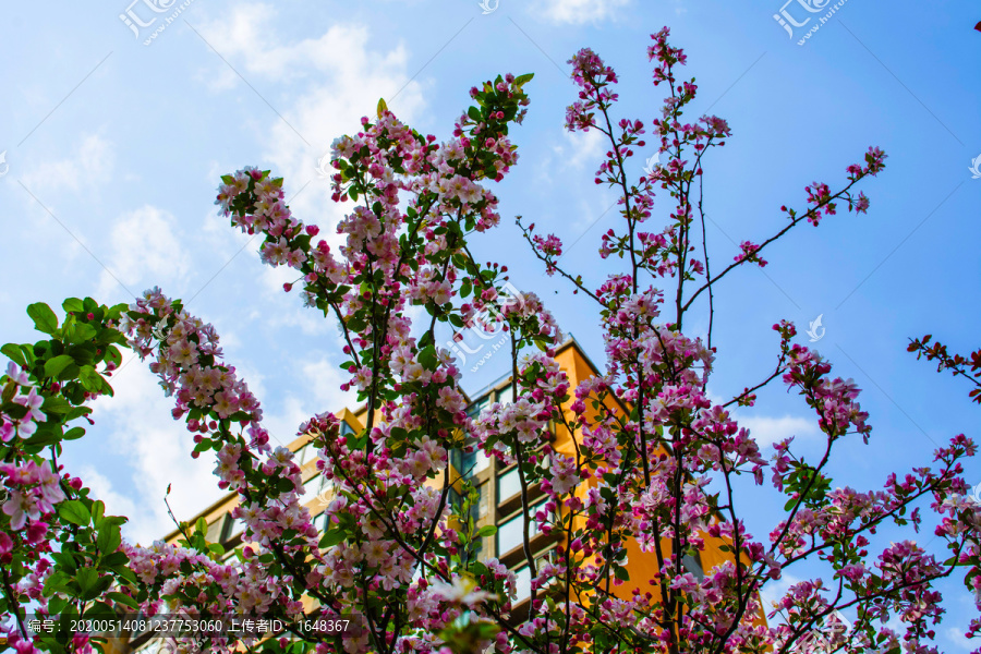 树枝梢上的盛开的西府海棠花