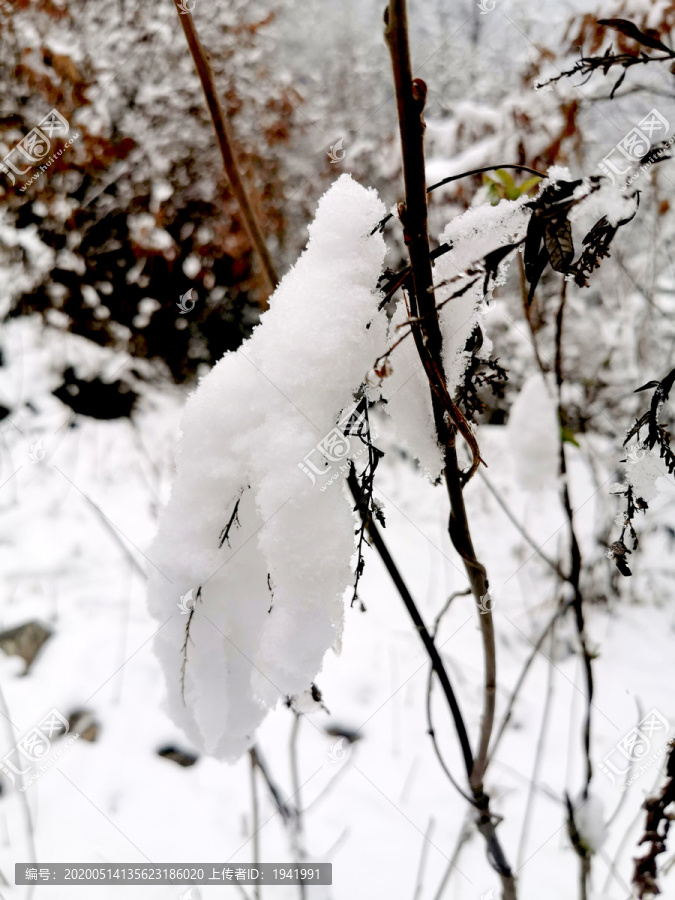 雪林