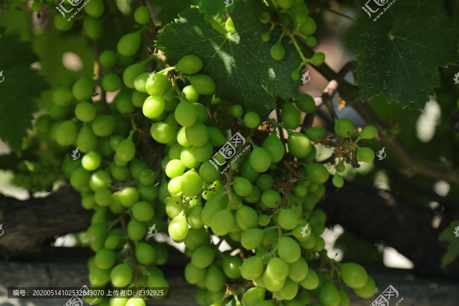 未成熟葡萄