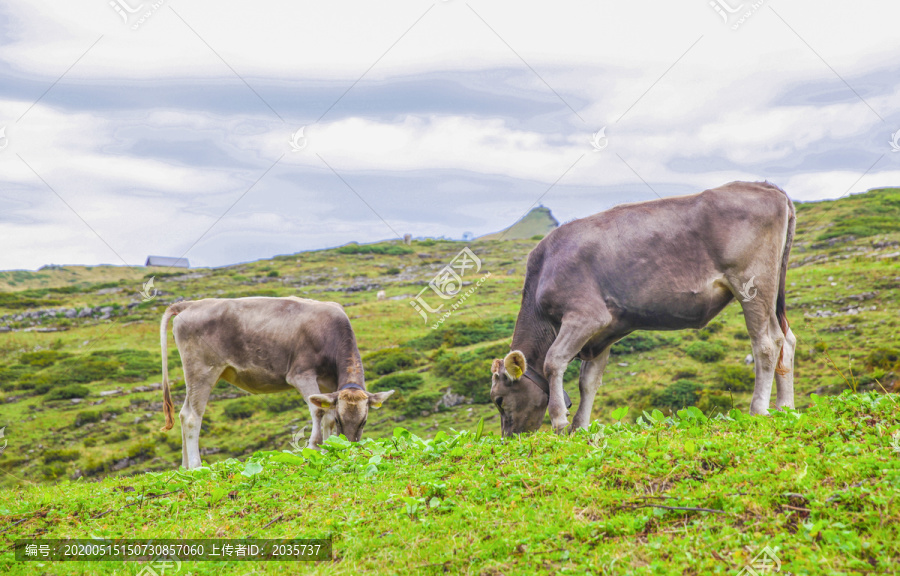 瑞士阿尔卑斯山区高原牧场的牛群